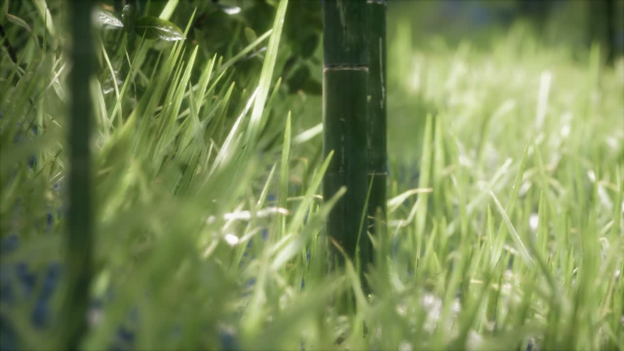 숲 속 의 신선 한 초록 잔디