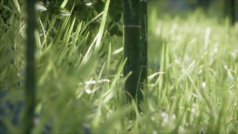 hierba verde fresca en el bosque