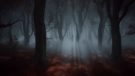 mysterious dark forest with misty light rays