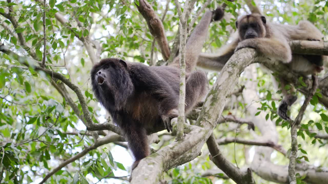 Naughty male black howler, alouatta caraya sticking its tongue out and yawning with mouth wide open while female monkey laze on tree branch under beautiful tree canopy, pantanal natural region