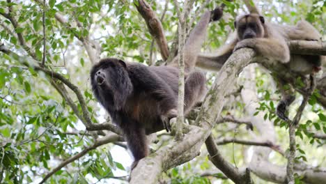 Naughty-male-black-howler,-alouatta-caraya-sticking-its-tongue-out-and-yawning-with-mouth-wide-open-while-female-monkey-laze-on-tree-branch-under-beautiful-tree-canopy,-pantanal-natural-region