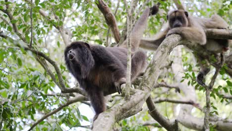 naughty male black howler, alouatta caraya sticking its tongue out and yawning with mouth wide open while female monkey laze on tree branch under beautiful tree canopy, pantanal natural region