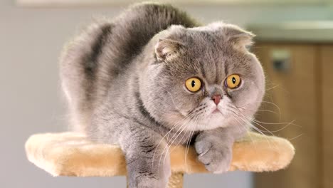 gray scottish fold cat