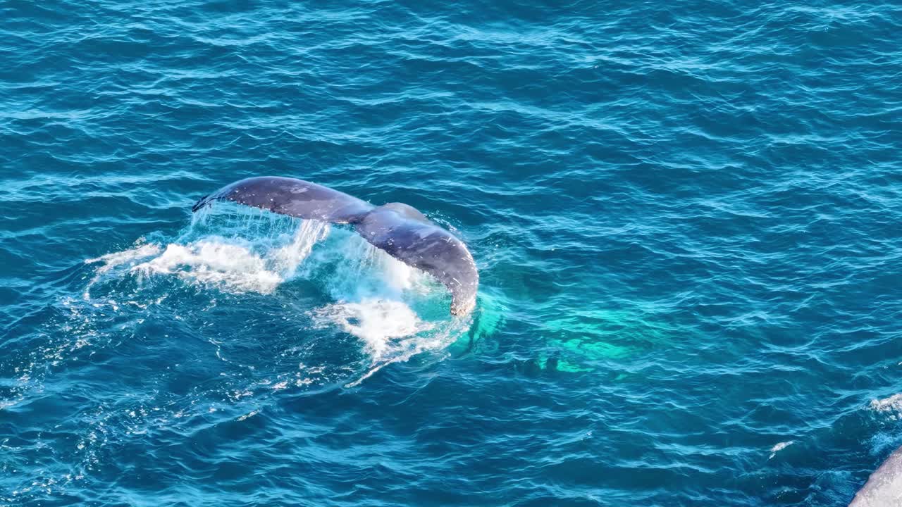 Aerial sequence of a humpback whale submerging beneath bright blue ocean, leaving swirling surface patterns. Natural daylight, steady overhead camera, tranquil marine setting