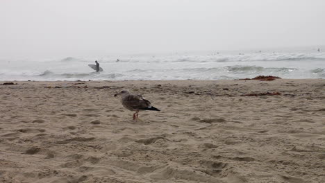 gaviota en venice beach california en una gruesa capa marina