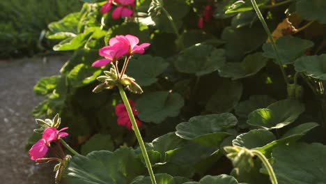 粉紅色花和蜘蛛網在陽光下發光 自然野生動物