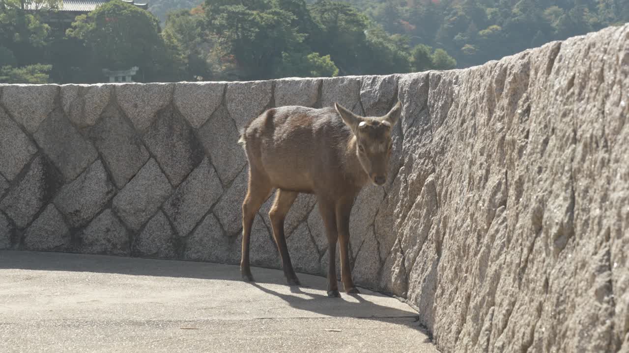 Captured in motion, a deer leisurely walks through the streets of Miyajima Island, a unique harmony of wildlife and culture found in Hiroshima’s historic and scenic setting.