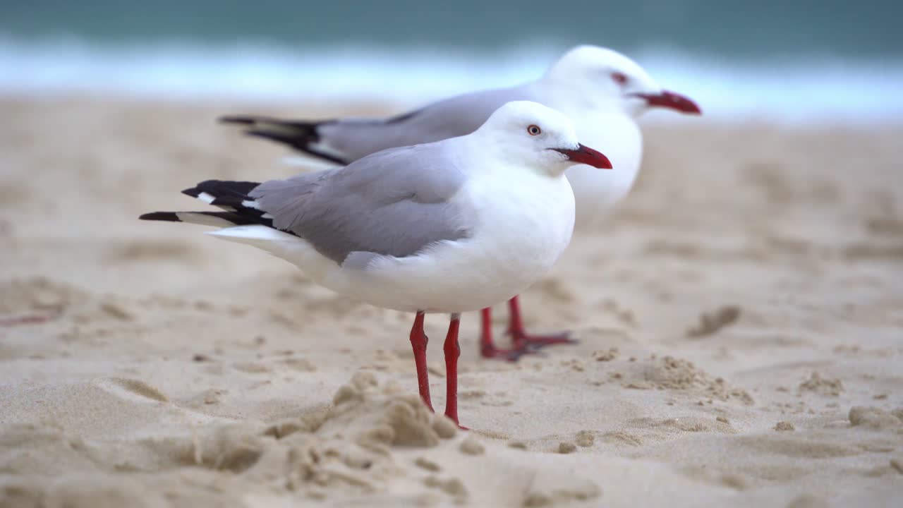 Australian silver gull, chroicocephalus novaehollandiae perched on the golden sandy beach against the winds in the coastal environment, handheld motion close up shot
