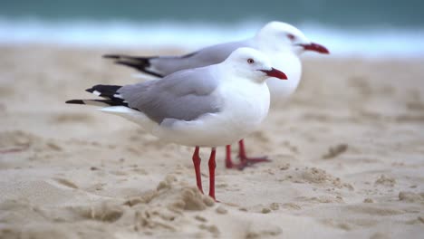 australian silver gull, chroicocephalus novaehollandiae perched on the golden sandy beach against the winds in the coastal environment, handheld motion close up shot