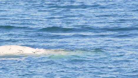 head of a right whale with a lot of white color surfacing over the water in the sea fully filled with barnacles