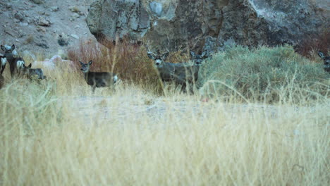 wild deer seen through dry wild grassland at pleasant valley in bishop, california