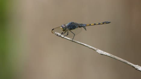 dragonfly in best relax mode