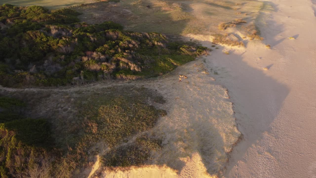 vista aérea de un perro caminando en una playa aislada durante la puesta de sol
