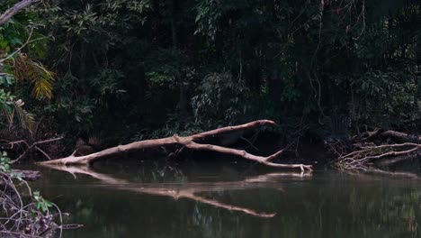 Zoomen-Sie-Aus-Diesem-Schönen-Waldflussszenario-Heraus,-Flusslandschaft-Khao-Yai-Nationalpark,-Thailand