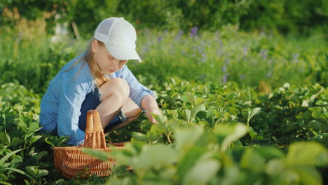 Ein-Kleines-Mädchen-Zieht-Erdbeeren-Und-Legt-Sie-In-Einen-Korb-Frisches-Obst-Aus-Deinem-Garten-4k-Video