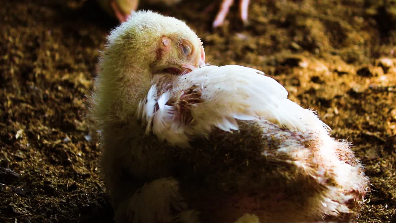 Partially feathered chick close up sitting on dirt barn floor raised for organic industrial poultry farming