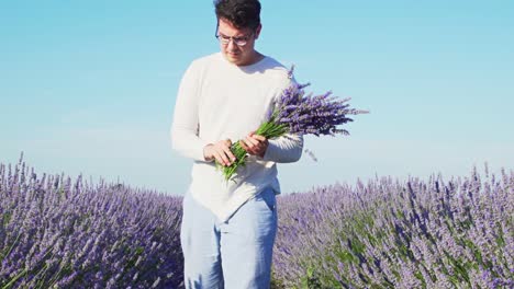 man cutting and collecting blooming lavender flowers in the meadow at daytime