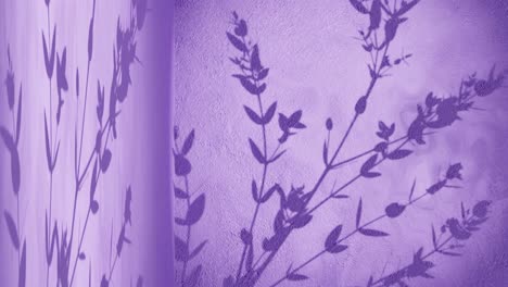 wall corner with purple background and shade of plant tree nature moving by gentle breeze rendering animation display products e-commerce online shop sale discount