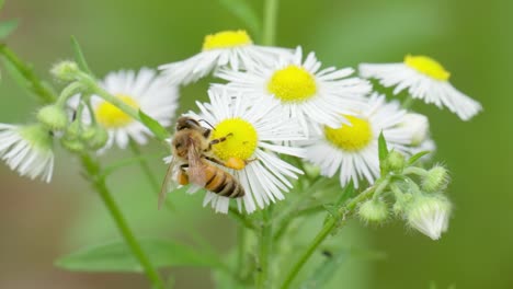 extreme close up of a honey bee with pollen on legs collecting nectar from chamomile flowers