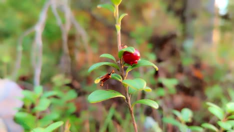 Picking-berries-in-the-forest.-Finland