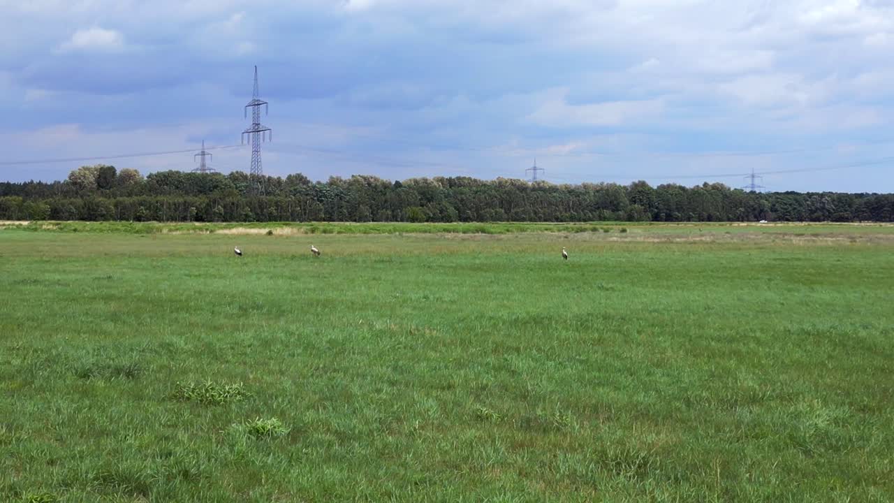 멋진 공중  ⁇ 보기 비행 하 ⁇  호랑이 들 이 여름 초원 들 에서