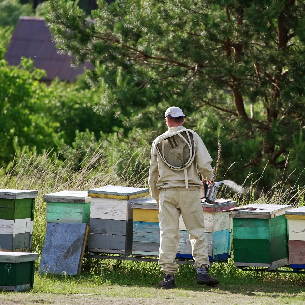 Male beekeeper walks along wooden hives at rural apiary. Summer work at bee farm at nature backdrop