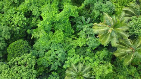 Vista-Aérea-O-Superior-Del-Bosque-Verde-Profundo-O-La-Selva-6