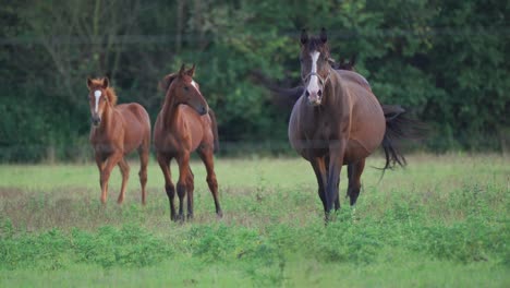 Zwei-Stuten-Mit-Fohlen-Nah-An-Der-Flanke-Ihrer-Mutter-Grasen-Auf-Der-Wiese