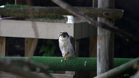 Slow-motion,-slightly-shaky-footage-through-branches-captures-a-falcon-in-a-zoo-enclosure