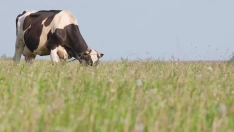 Summer Landscape with Cow Grazing on Fresh Green Mountain Pastures Summer Landscape with Cow Grazing on Fresh Green Mountain Pastures High Quality Footage