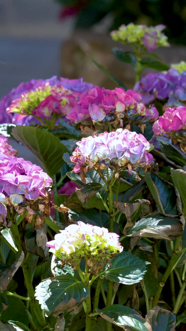 A slow camera pan across vibrant pink and purple hydrangea blossoms in bright sunlight.