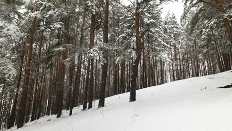 Bosque-Cubierto-De-Nieve