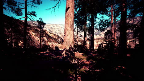 Riesige-Mammutbäume-Ragen-Im-Sequoia-Nationalpark-über-Den-Boden