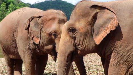 two elephants eating beside each other next to a river