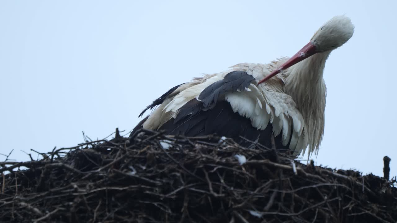 la cigüeña limpiando sus plumas mientras se alza en un gran nido contra un cielo pálido