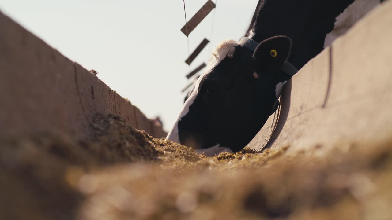 vacas comiendo de la trinchera, ganado lechero comiendo en la granja