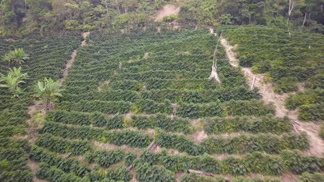 Plantación-De-Café-En-La-Selva-Montañosa-Boliviana