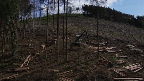 cosechadora forestal durante el aserrado de árboles en un bosque