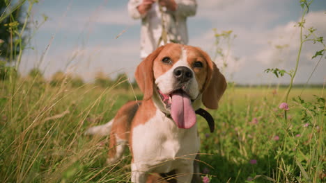 primer plano de un perro beagle sentado en un campo de hierba con la correa alrededor del cuello, la lengua afuera, mirando pensativo, mientras que el dueño sostiene la correa en el fondo ligeramente borroso, rodeado de flores silvestres