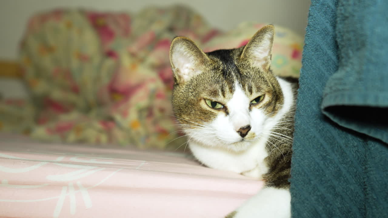 졸린 표정의 고양이, 고양이는 침대에 누워 편안한 시간을 즐깁니다.