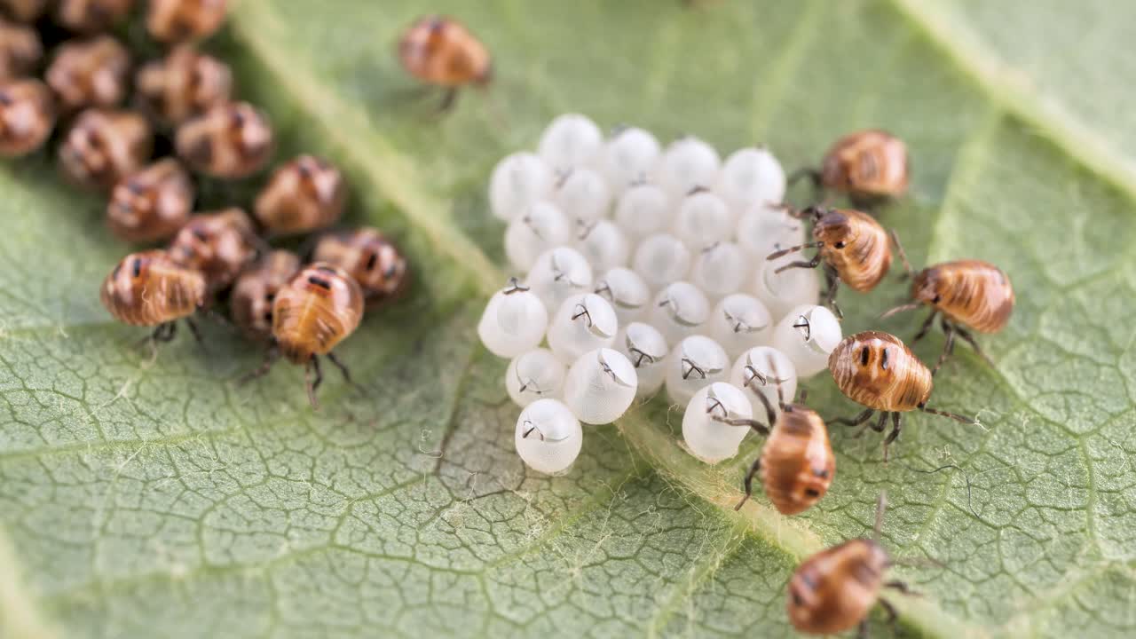 Un gruppo di coleotteri puzzolenti, che striscia fuori dalle uova, striscia su una foglia.
