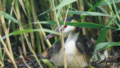 A-goose-or-geese-bird-of-any-of-several-waterfowl-species-in-the-family-Anatidae,-close-up-isolated-in-natural-pond-environment