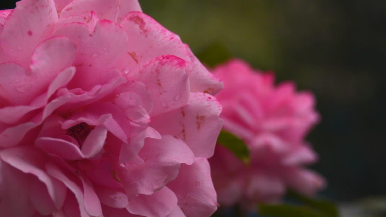 Rüzgarda sallanan pembe çiçeğin yakın makro çekimi, 100fps ağır çekim