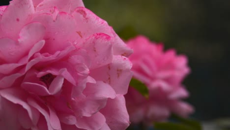 Primer-Plano,-Foto-Macro-De-Flor-Rosa,-Soplando-En-El-Viento,-Cámara-Lenta-100fps