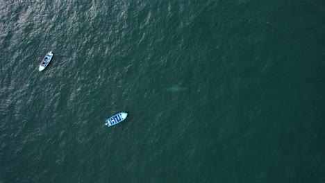 一艘游览船在空中观看灰<unk>鱼深海水 - 上下,无人机拍摄