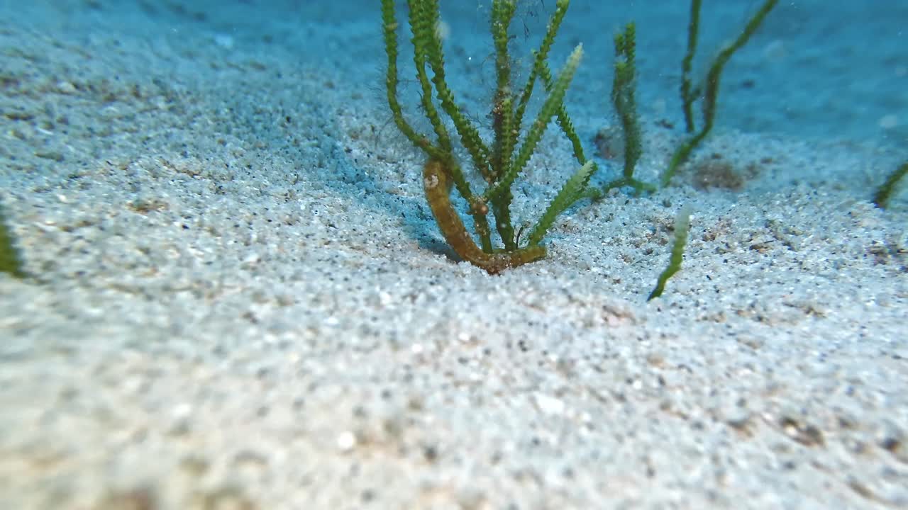 un caballito de mar amarillo del estuario hipocampo kuda sosteniendo searas bajo el agua en la isla de mauricio