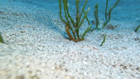 a yellow estuarine seahorse hippocampus kuda holding onto searas underwater in mauritius island