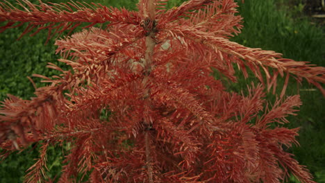 close up shot of an old dead christmas tree standing in the garden