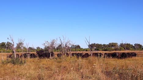 Eine-Herde-Kapbüffel-Weidet-Während-Einer-Dürre-In-Botswana-Auf-Trockenem-Gras