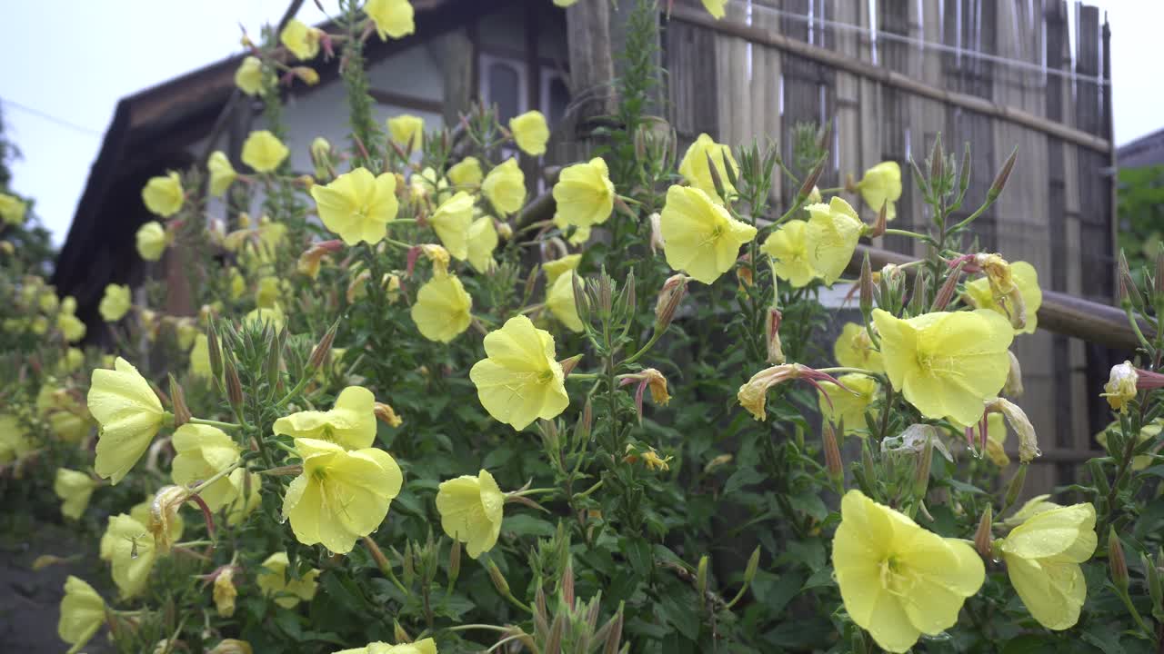오노테라 비엔니스 (oenothera biennis) 는 산악지방에서 꽃을 피운다.